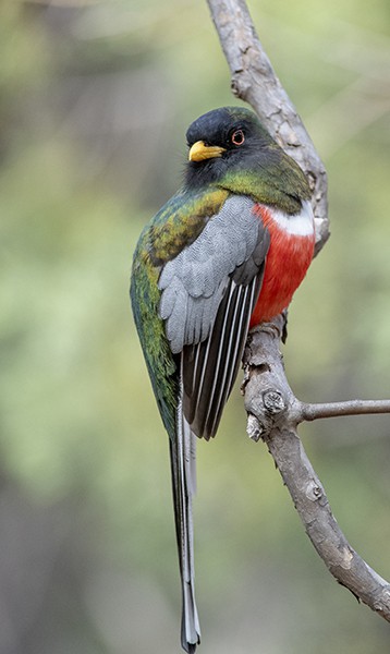 Elegant Trogon